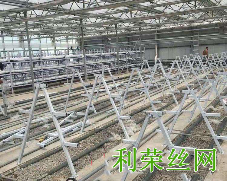 無(wú)土栽培草莓架圖片2